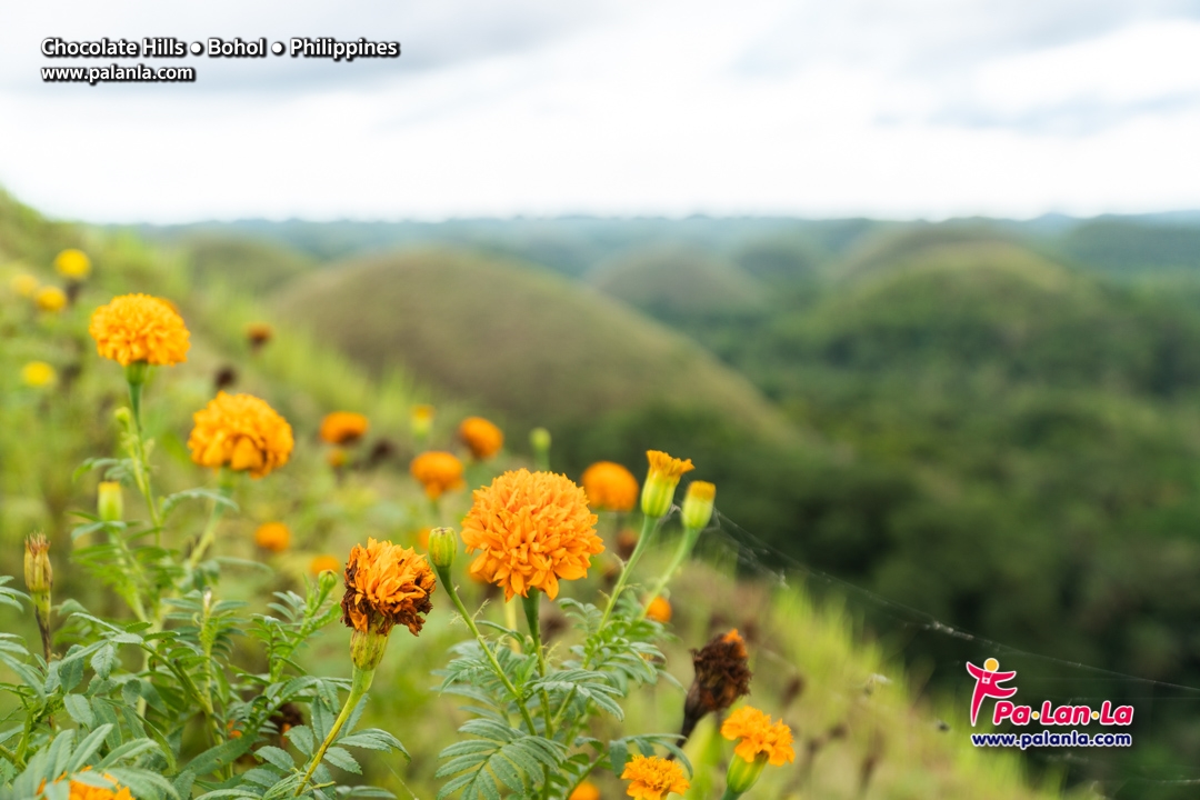 Chocolate Hills